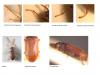 Dryophilus sp.